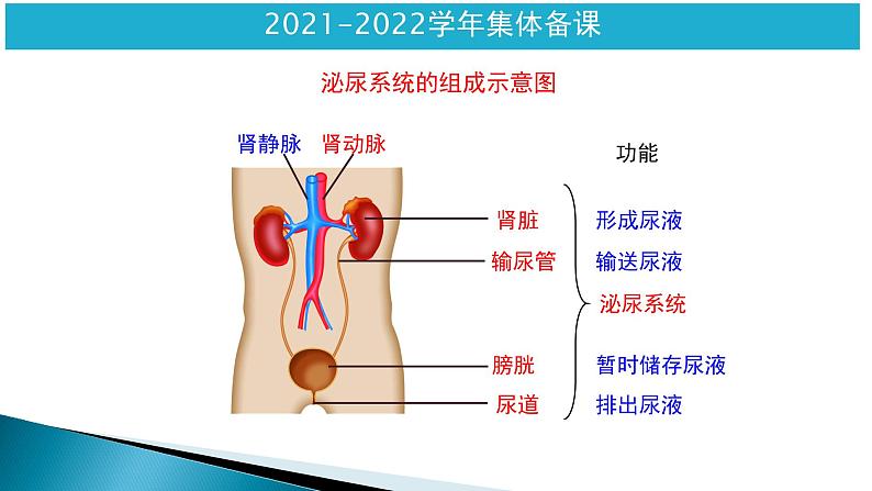 第四单元第五章人体内废物的排出课件人教版生物七年级下册第3页