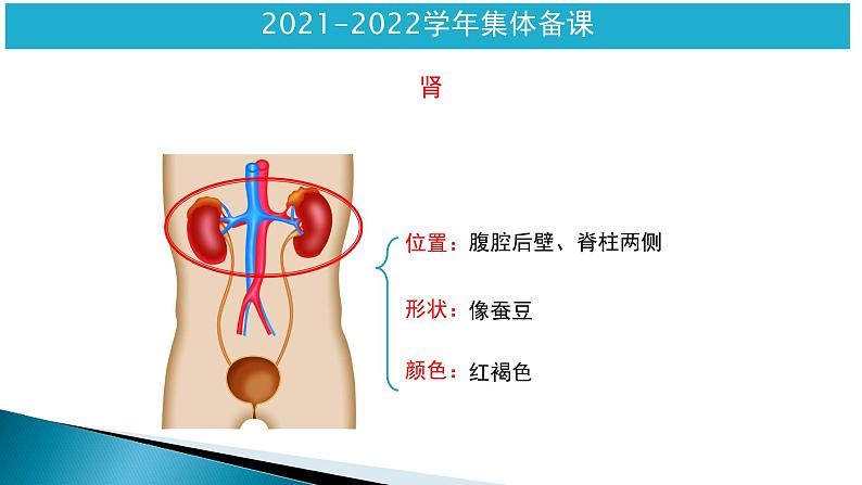 第四单元第五章人体内废物的排出课件人教版生物七年级下册第6页