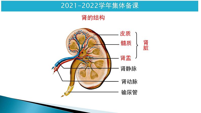 第四单元第五章人体内废物的排出课件人教版生物七年级下册第7页