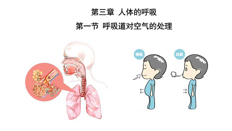 4-3-1呼吸道对空气的处理课件人教版生物七年级下册第1页