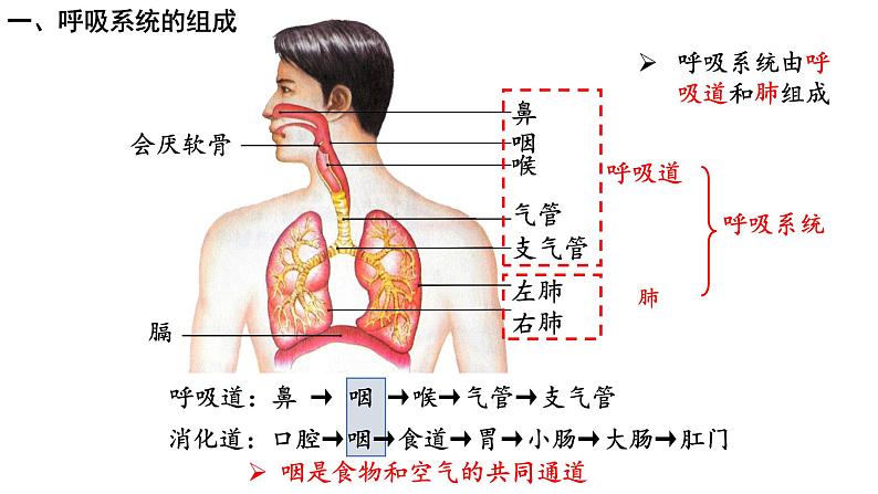 4-3-1呼吸道对空气的处理课件人教版生物七年级下册03