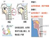 4-3-1呼吸道对空气的处理课件人教版生物七年级下册