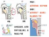 4-3-1呼吸道对空气的处理课件人教版生物七年级下册