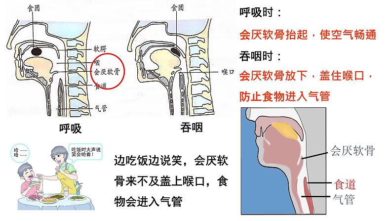 4-3-1呼吸道对空气的处理课件人教版生物七年级下册第4页