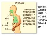 4-3-1呼吸道对空气的处理课件人教版生物七年级下册