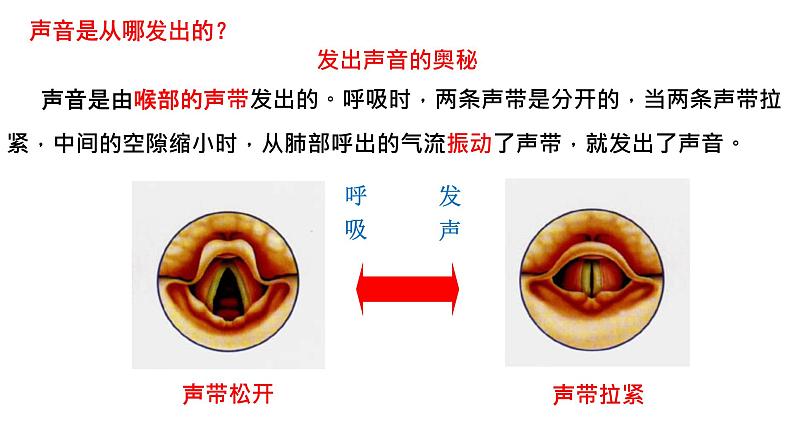 4-3-1呼吸道对空气的处理课件人教版生物七年级下册06