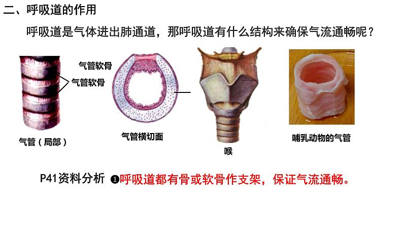 4-3-1呼吸道对空气的处理课件人教版生物七年级下册第7页