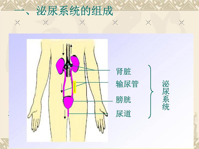 冀教版七年级下册生物 3.2排泄 课件第2页