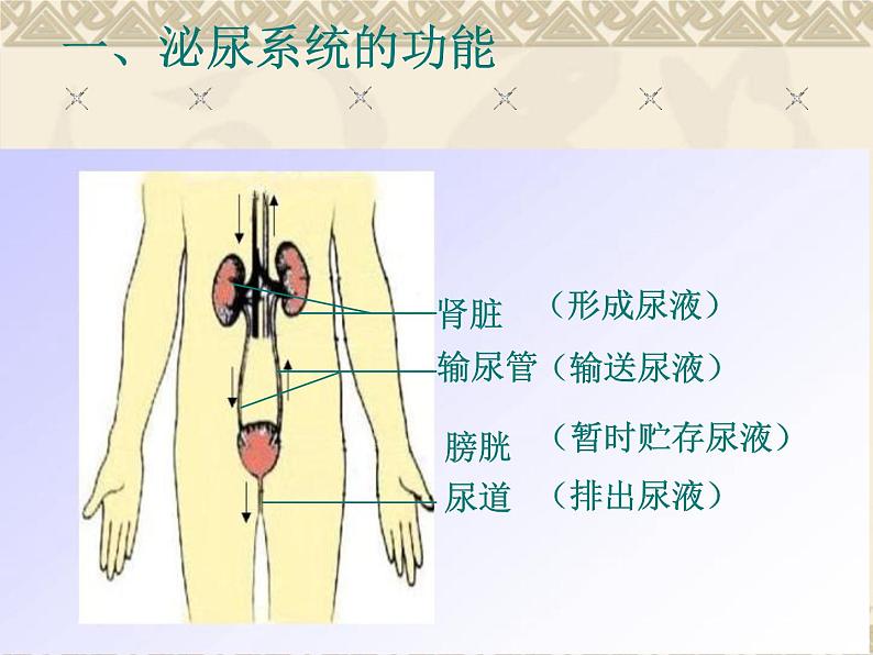 冀教版七年级下册生物 3.2排泄 课件第3页