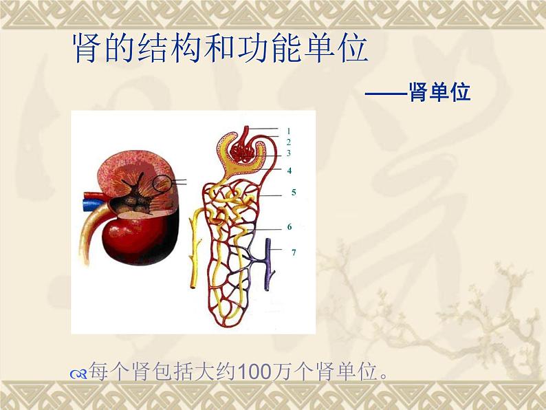 冀教版七年级下册生物 3.2排泄 课件第7页