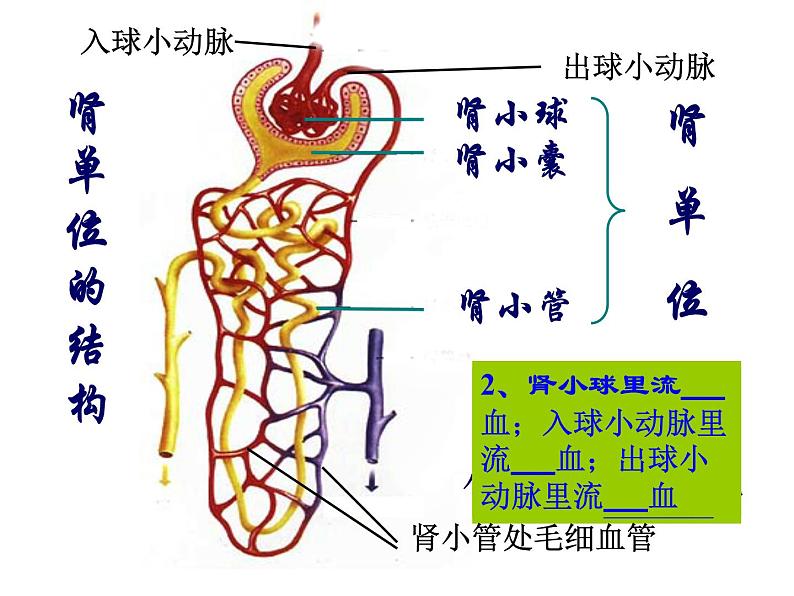 冀教版七年级下册生物 3.2排泄 课件第8页