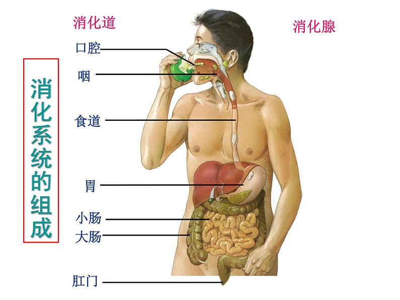 冀教版七年级下册生物 1.2食物的消化 课件第4页