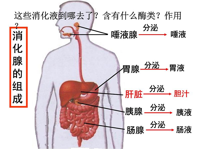 冀教版七年级下册生物 1.2食物的消化 课件第5页