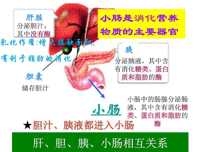 冀教版七年级下册生物 1.2食物的消化 课件第6页