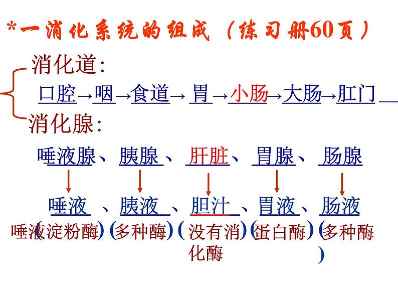 冀教版七年级下册生物 1.2食物的消化 课件第7页