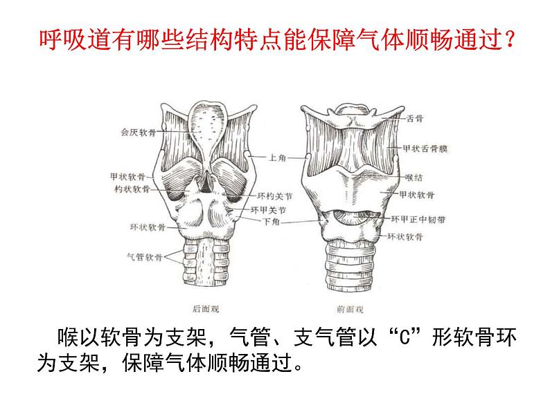 冀教版七年级下册生物 3.1呼吸 课件第8页