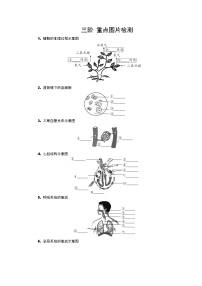 2022年中考生物总复习专题集训三阶重点图片检测（word版，含答案）