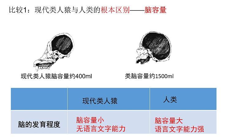 七年级下册第一节《人类的起源和发展》课件PPT第8页