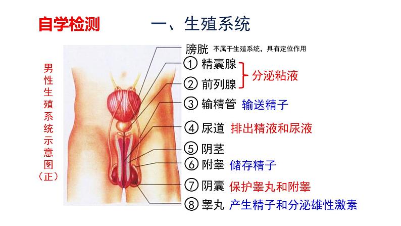 人教版七年级生物下册4.1.2《人的生殖》课件第6页