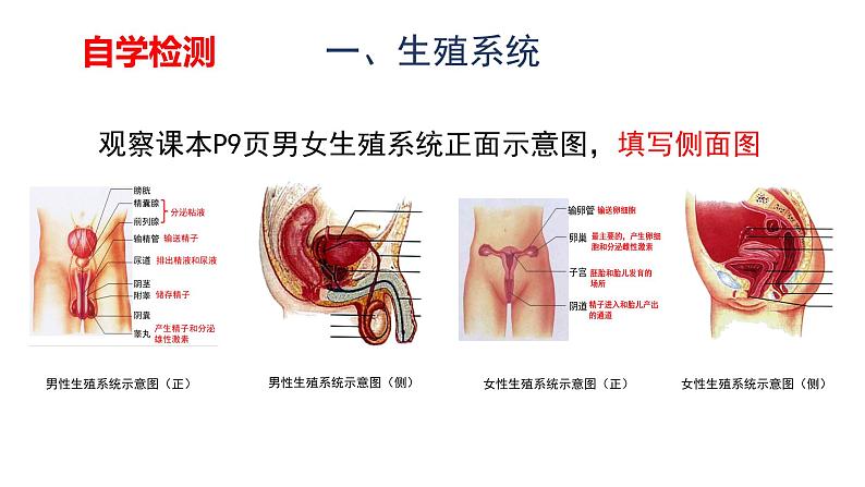 人教版七年级生物下册4.1.2《人的生殖》课件第8页