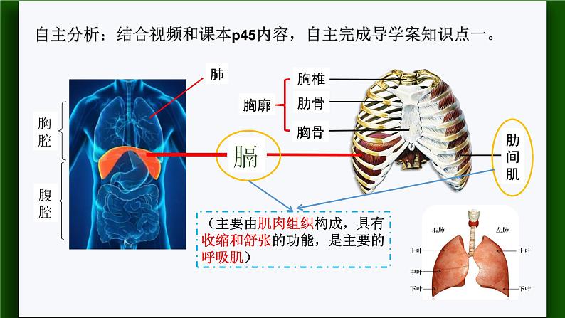 人教版七年级生物下册4.3.2  发生在肺内的气体交换 课件(共20张PPT)第5页