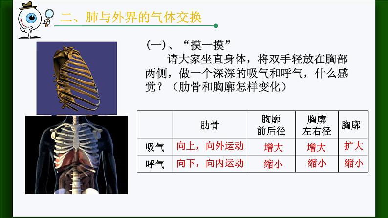 人教版七年级生物下册4.3.2  发生在肺内的气体交换 课件(共20张PPT)第6页