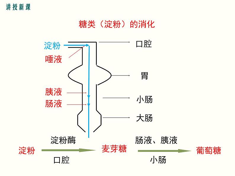 人教版七年级下册生物 第二章 第二节  消化和吸收 第2课时 食物的消化过程和营养物质的吸收课件(共21张PPT)第6页