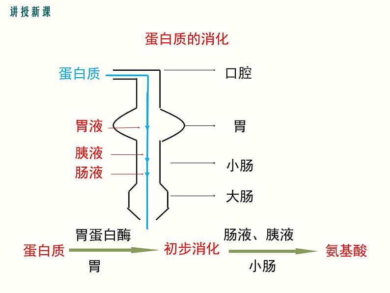 人教版七年级下册生物 第二章 第二节  消化和吸收 第2课时 食物的消化过程和营养物质的吸收课件(共21张PPT)第8页