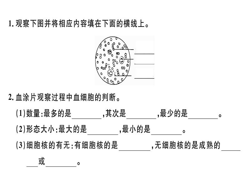 第四章第一节 血液 习题课件 新人教版第4页