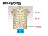 人教版七年级生物下册4.3.2《发生在肺内的气体交换》课件（含嵌入视频）