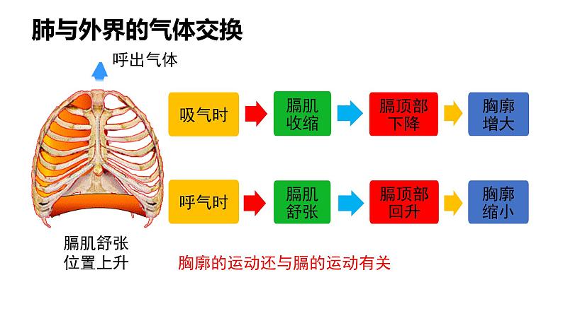 人教版七年级生物下册4.3.2《发生在肺内的气体交换》课件（含嵌入视频）08