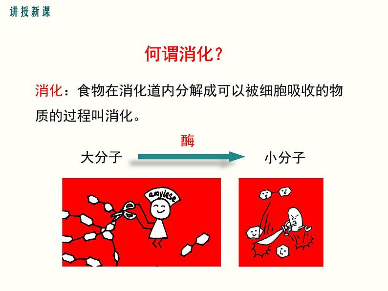 人教版七年级下册生物第二章 第二节  消化和吸收 第1课时 人体的消化系统课件(共18张PPT)06