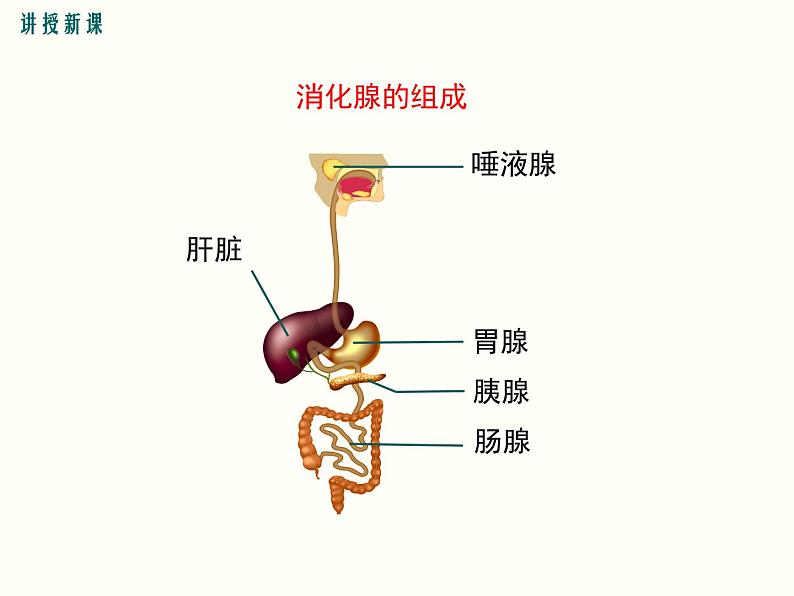 人教版七年级下册生物第二章 第二节  消化和吸收 第1课时 人体的消化系统课件(共18张PPT)08