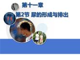 北师大版七下生物 11.2尿的形成与排出 课件