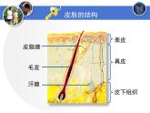 北师大版七下生物 11.3皮肤与汗液分泌 课件