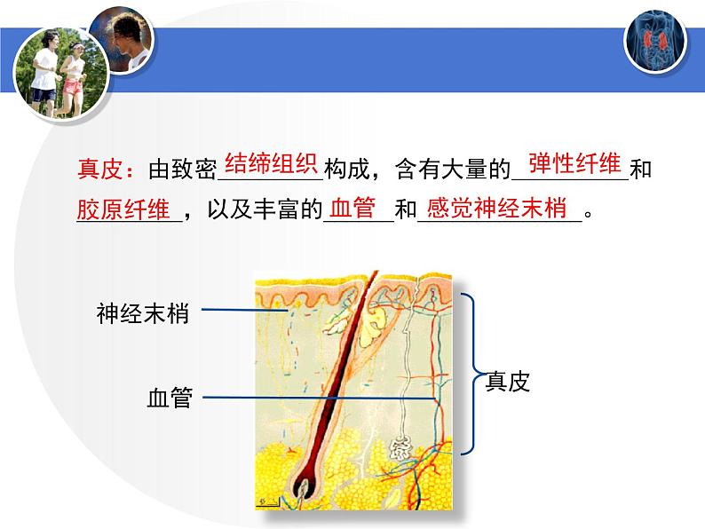 北师大版七下生物 11.3皮肤与汗液分泌 课件06