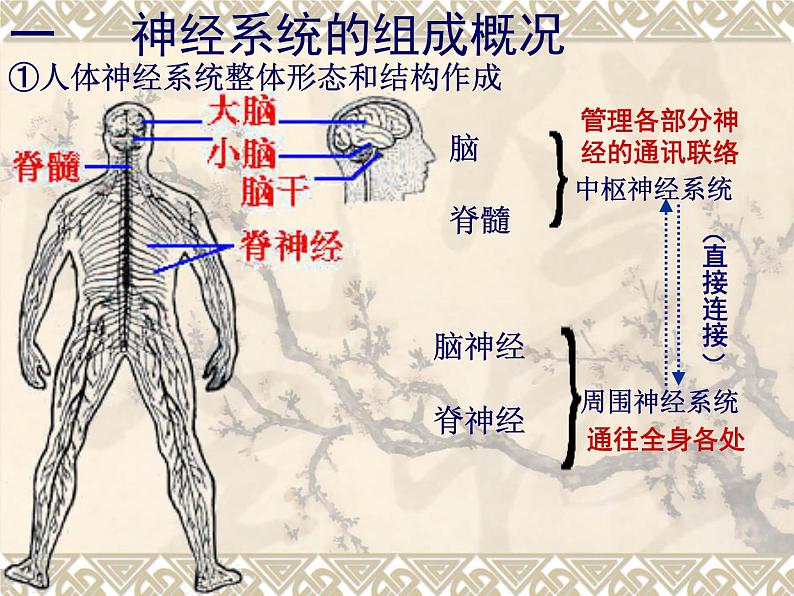 北师大版七下生物 12.1神经系统与神经调节 课件06