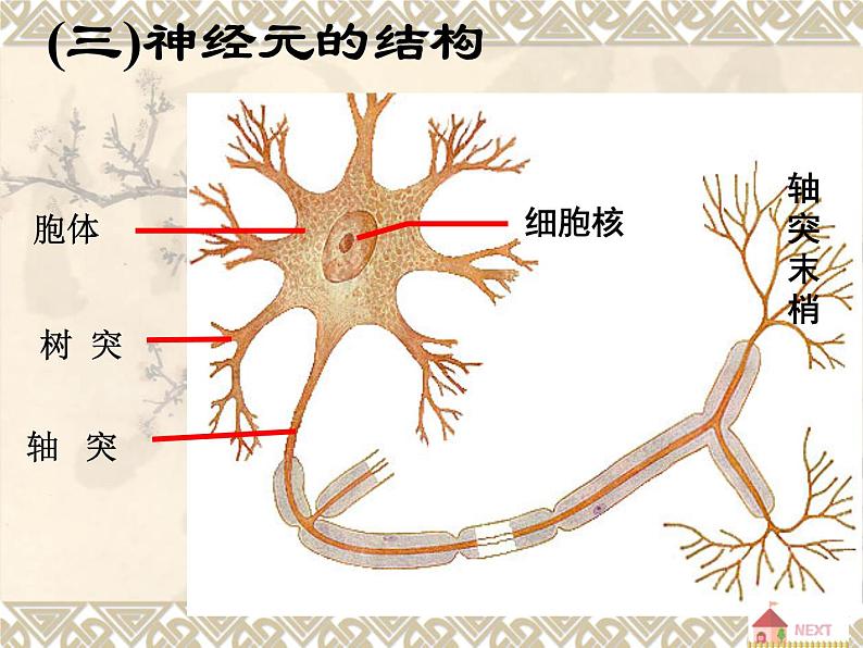 北师大版七下生物 12.1神经系统与神经调节 课件08