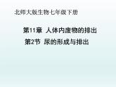 北师大版七下生物 11.2尿的形成与排出 课件