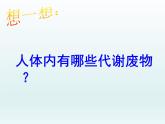 北师大版七下生物 11.2尿的形成与排出 课件