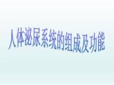 北师大版七下生物 11.2尿的形成与排出 课件