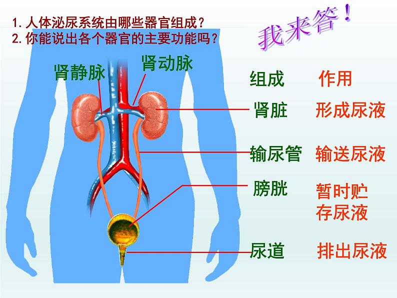 北师大版七下生物 11.2尿的形成与排出 课件06