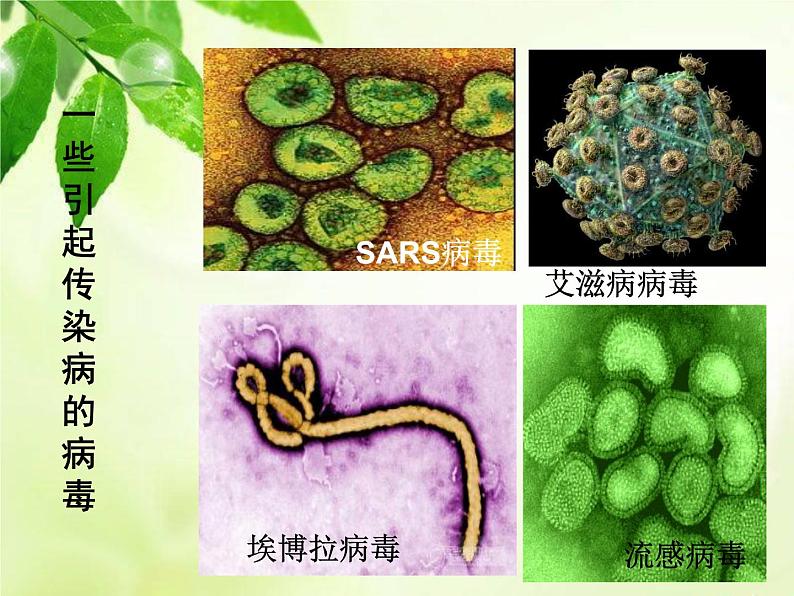 北师大版七下生物 13.2预防传染病 课件第5页