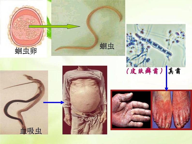 北师大版七下生物 13.2预防传染病 课件第6页