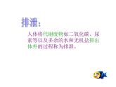 北师大版七下生物 11.1人体产生的代谢废物 课件