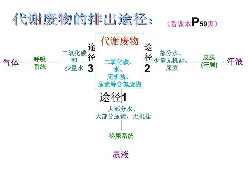 北师大版七下生物 11.1人体产生的代谢废物 课件07