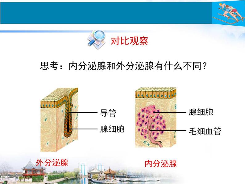 北师大版七下生物 12.3激素调节 课件06