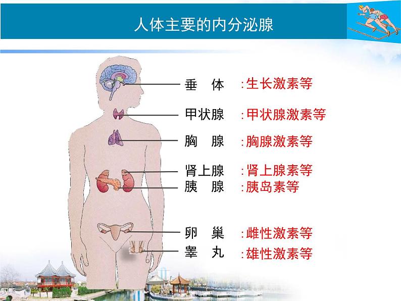 北师大版七下生物 12.3激素调节 课件08