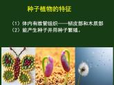 北师大版八下生物 22.3植物的主要类群 课件