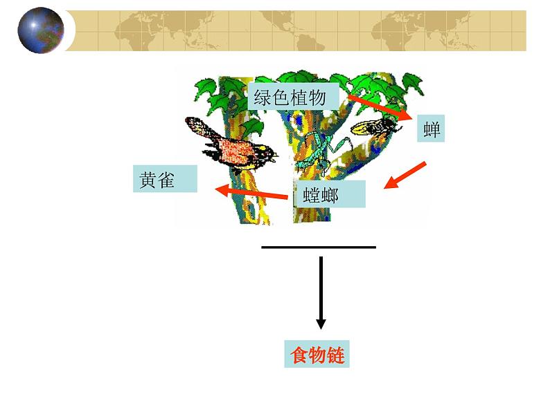 北师大版八下生物 23.3生态系统的结构和功能 课件第4页